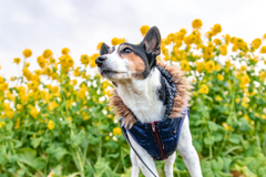 菜の花に囲まれて