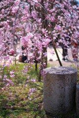 京都 円山公園の桜