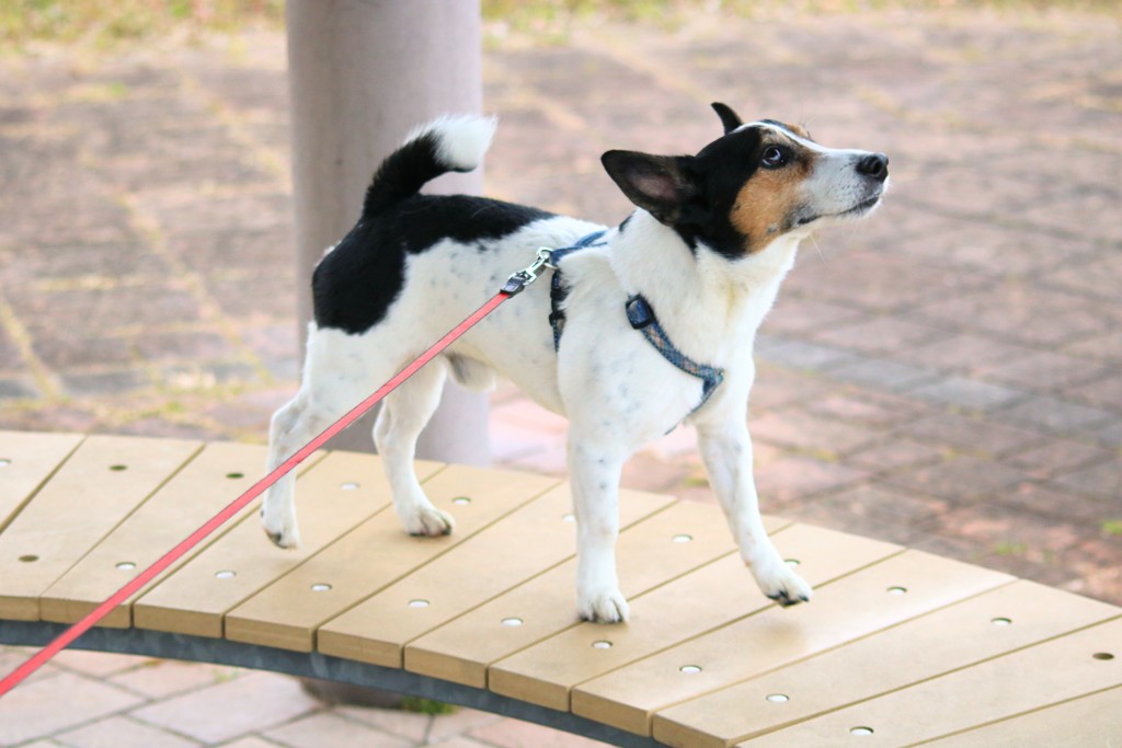 モデルウォーク