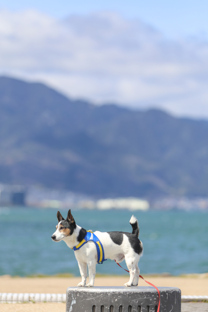 春の琵琶湖