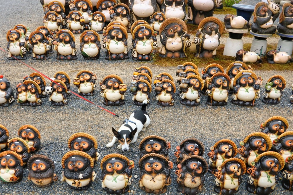 そいやっさ！　わんこに化けた　たぬきかな
