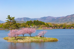 桜の島