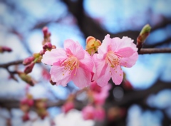 ふたごの桃の花