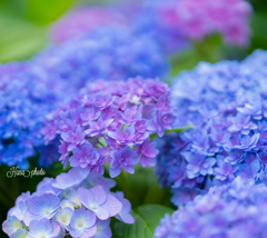 紫陽花詰め合わせ