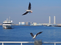 カモメと船