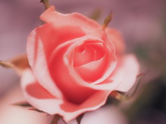 babypink