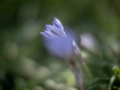 花壇の片隅で