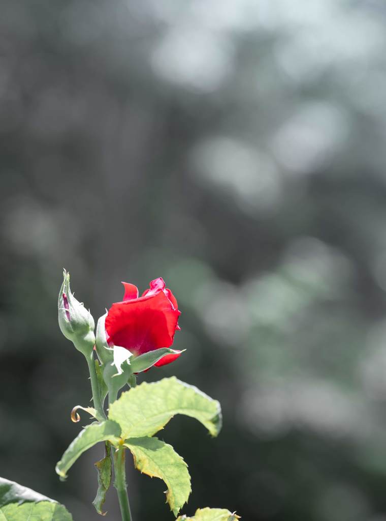 紅
