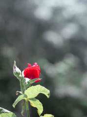 紅