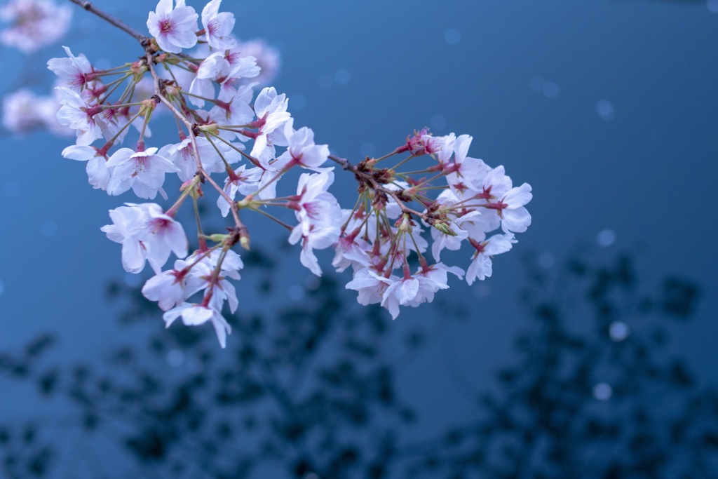 大岡川夜桜散歩③