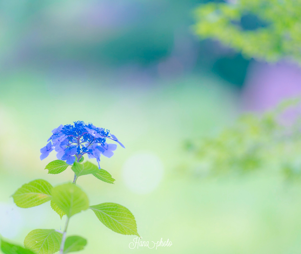 紫陽花の想い出
