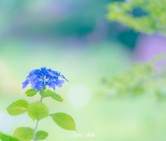 紫陽花の想い出