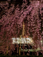 しだれ桜と氷川丸