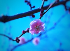 紅梅