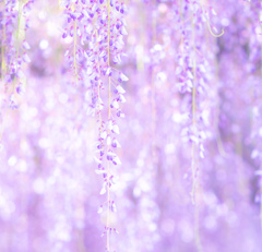 紫の宝石