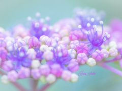 Candy