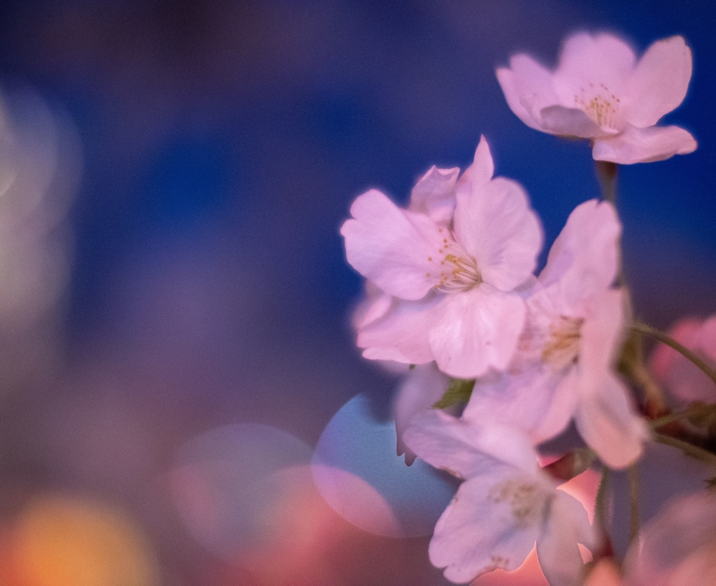 大岡川夜桜散歩①