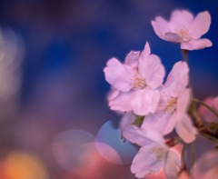 大岡川夜桜散歩①