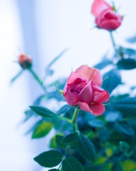 morning rose