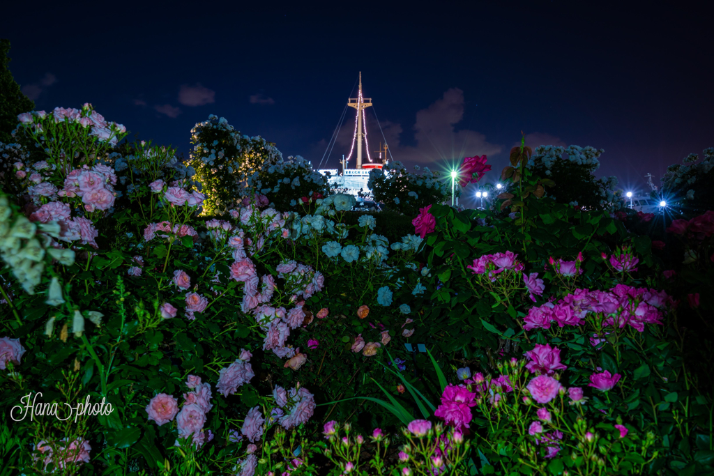 氷川丸と夜薔薇