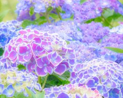 紫陽花の海