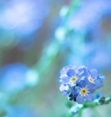 forgetmenot