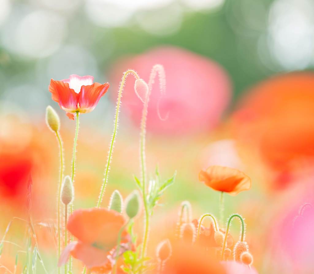 colorful