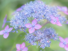 雨中の花火