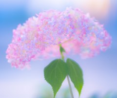 アナベル