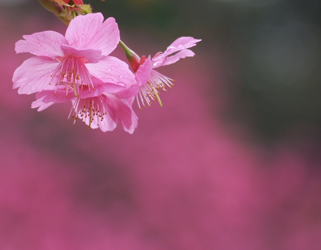 緋桜