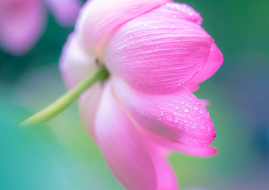 雨に打たれて
