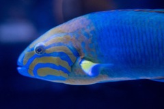 すみだ水族館①