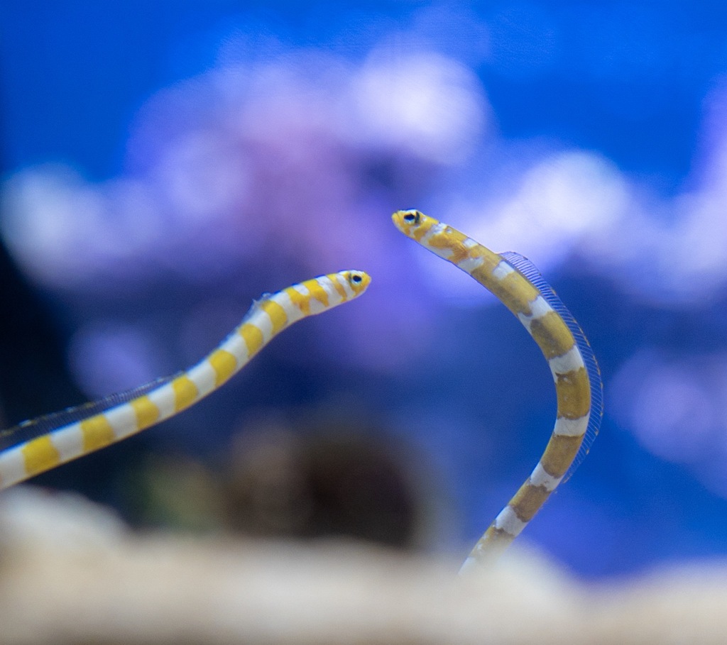 すみだ水族館②