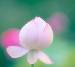 蕾
