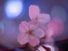 大岡川夜桜散歩②