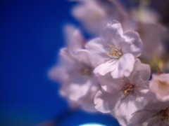 大岡川夜桜散歩④