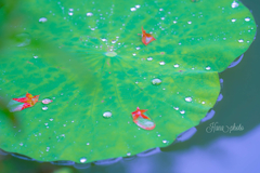 蓮葉に紅葉
