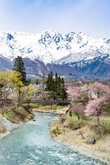 白馬村の春