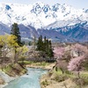 白馬村の春