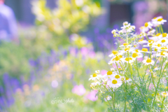 herb garden
