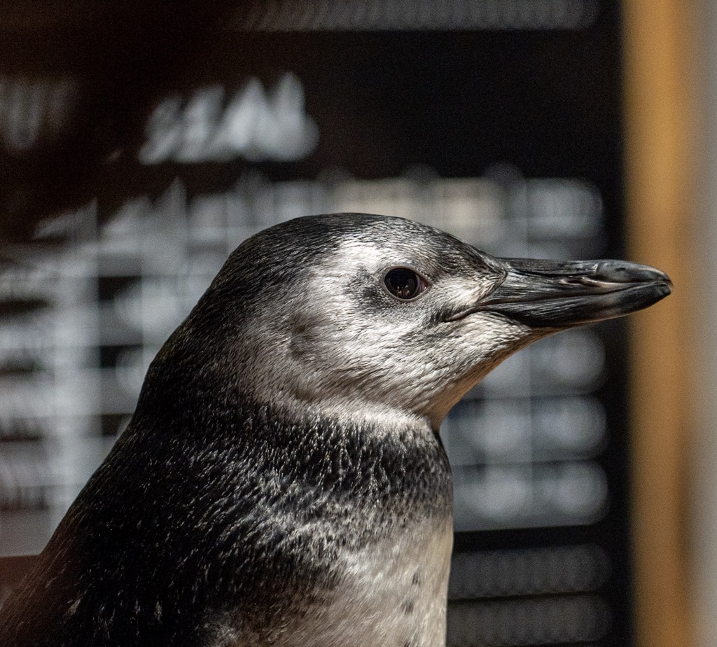 こどもペンギン