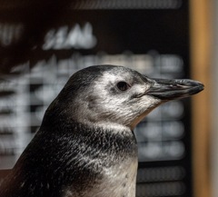 こどもペンギン