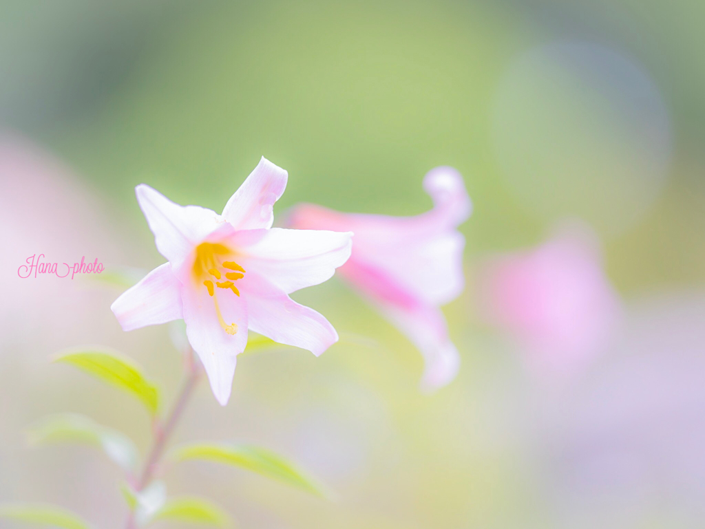 初夏の予感