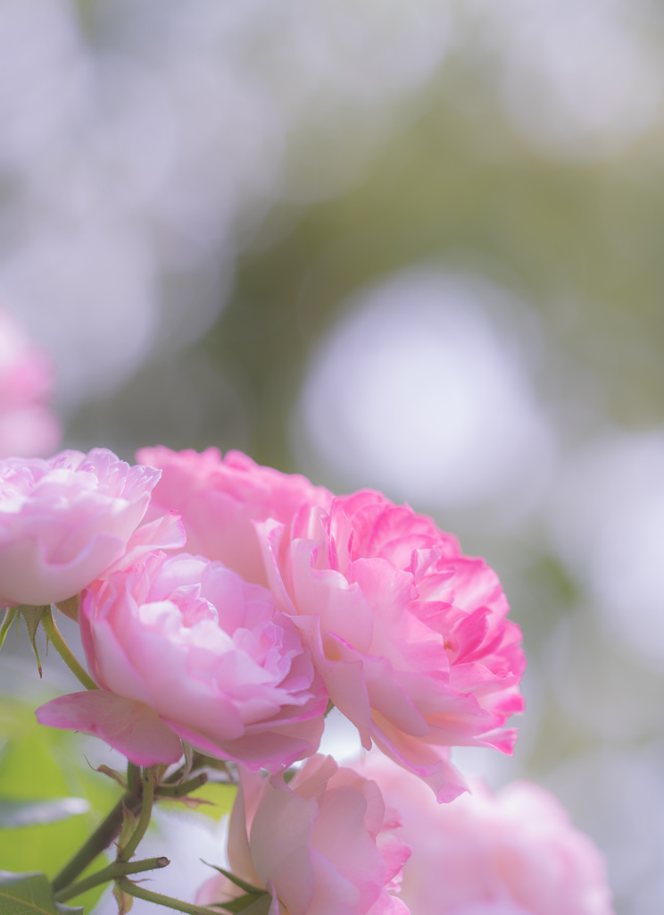 mother’s day