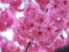 横浜公園の桜