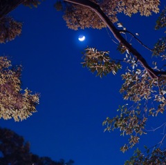 三日月の夜