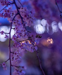 山下公園のしだれ桜
