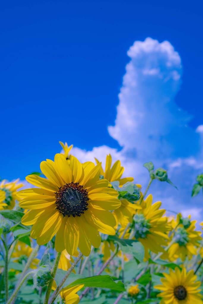 夏雲とひまわり