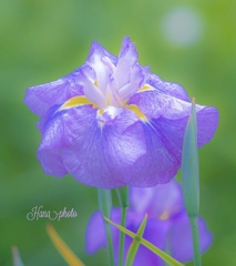 菖蒲？