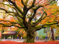 雷山千女寺大悲王院2